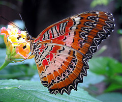 Αισθητήρες θερμότητας διαθέτουν τα φτερά της πεταλούδας